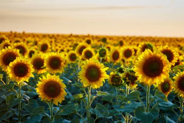  Tarlada ayçiçeği çiçekleri