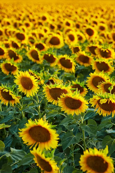 Blommor Solrosor Fältet — Stockfoto