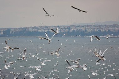 Birçok martı denizin üzerinde uçar. Boğaz. Boğaz. Türkiye