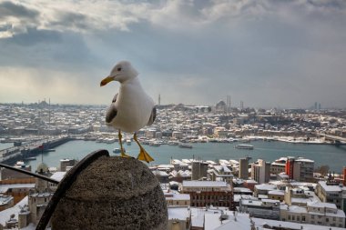İstanbul 'un arka planında martı yakın plan