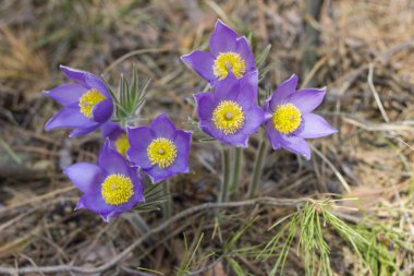 Timsahlar. Ormanda bahar çiçekleri.