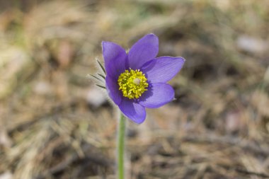 Timsahlar. Ormanda bahar çiçekleri.
