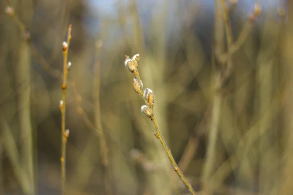 Lente Het Park Maart Zon — Stockfoto