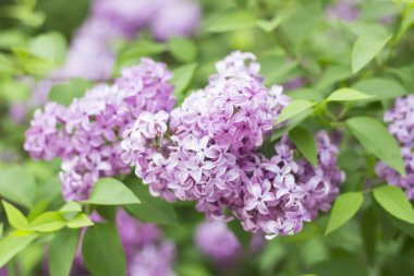 Kırım'da bahar çiçekleri. Lila
