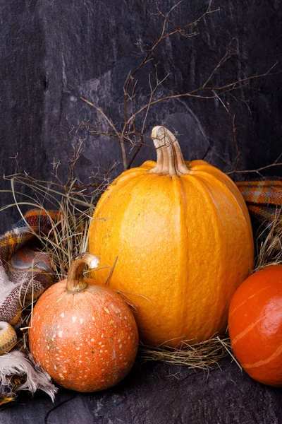 Közelkép Halloween Tök Fejek Három Narancssárga Tök Sötét Háttér Előtt — Stock Fotó