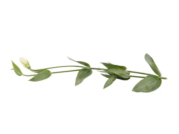 Πολύχρωμα Λουλούδια Φύλλα Που Απομονώνονται Λευκό Φόντο Αντίληψη Της Φύσης — Φωτογραφία Αρχείου
