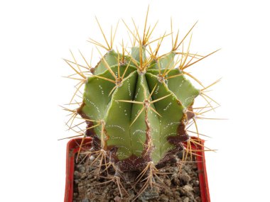 Beyaz arka plan üzerinde izole kaktüs koleksiyonu. Succulents ya da kaktüs küçük bitki tencerede beyaz zemin üzerine açık görünüm tarafından izole