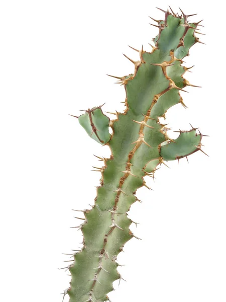 Colección Cactus Aislada Sobre Fondo Blanco Succulenta Cactus Pequeña Planta —  Fotos de Stock