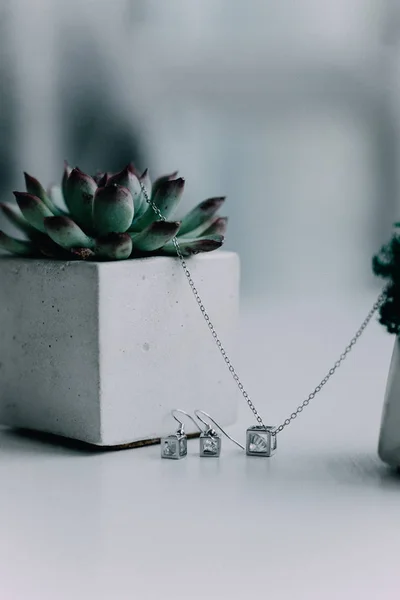 Sobre Fondo Blanco Encuentra Una Flor Una Maceta Blanca Que —  Fotos de Stock