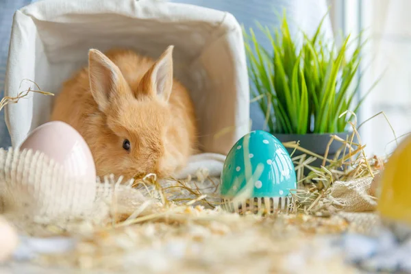 Photo Gros Plan Lapin Pâques Assis Dans Panier Blanc Osier — Photo