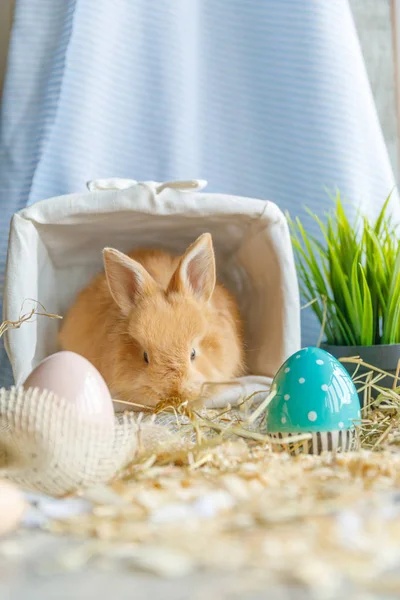 Photo Gros Plan Lapin Pâques Assis Dans Panier Blanc Osier — Photo