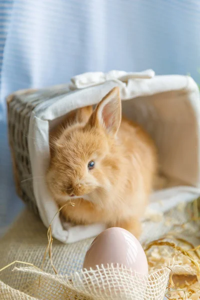 Close-up of a rabbit sitting in a wicker white basket, in front of the rabbit a white egg. Easter, Easter Bunny. Holiday concept.
