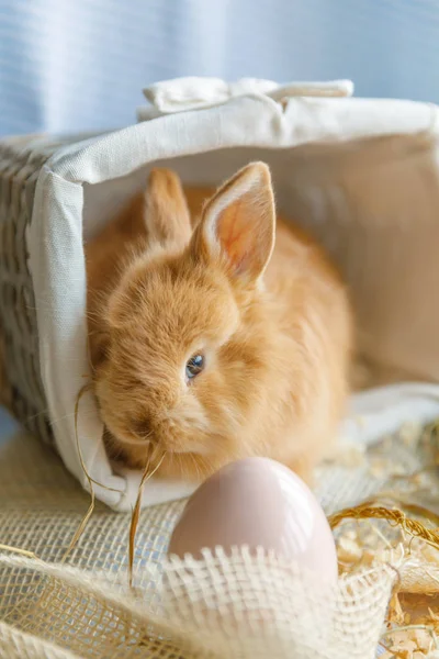 一只兔子坐在柳条白色的篮子里 在兔子面前放着一个白蛋 复活节 复活节 兔子假日理念 — 图库照片