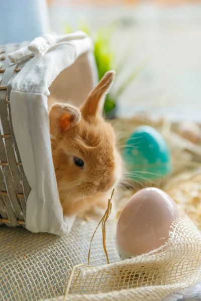 坐在柳条白色篮子里 靠近窗户的复活节兔子的特写照片是复活节彩蛋 蓝色和白色 假期概念 — 图库照片