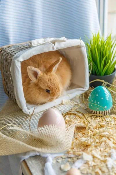 Photo Gros Plan Lapin Pâques Assis Dans Panier Blanc Osier — Photo