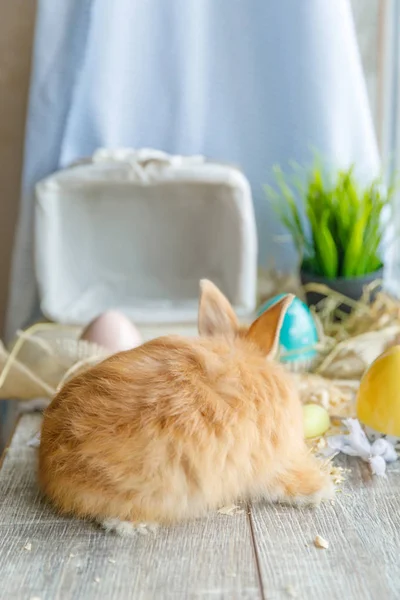 Gros Plan Lapin Assis Contre Panier Blanc Osier Côté Duquel — Photo