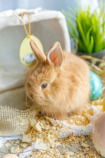 一只兔子坐在柳条白色篮子上 旁边是一个白蛋 复活节 复活节 兔子假日理念 — 图库照片