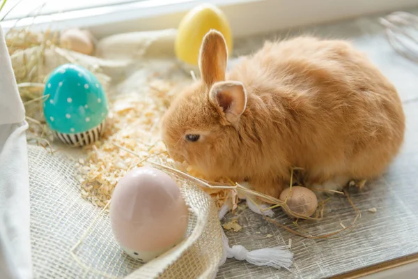 Gros Plan Lapin Assis Contre Panier Blanc Osier Côté Duquel — Photo