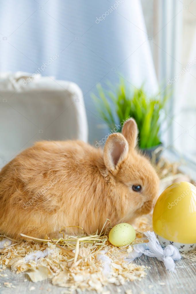 Close-up of a rabbit sitting on against a wicker white basket, next to it is a white egg. Easter, Easter Bunny. Holiday concept.