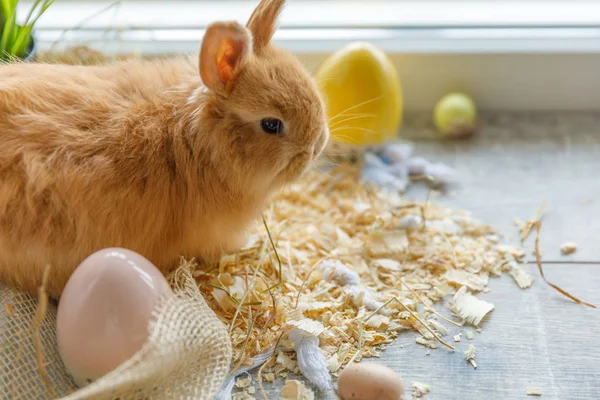 Gros Plan Lapin Assis Contre Panier Blanc Osier Côté Duquel — Photo