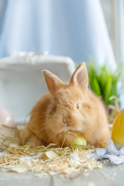 Petit Lapin Brun Isolé Sur Fond Blanc Lapin Pâques Avec — Photo