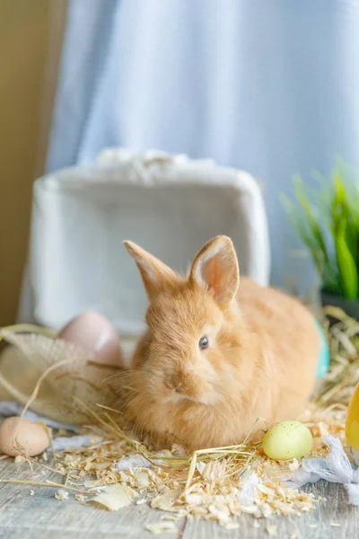 小棕色兔子孤立在白色背景上 复活节兔子与复活节彩蛋和巢 — 图库照片