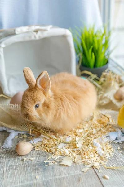 小棕色兔子孤立在白色背景上 复活节兔子与复活节彩蛋和巢 — 图库照片