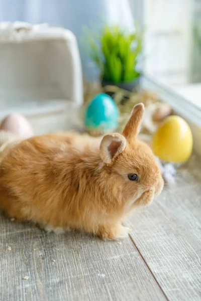 一只兔子坐在柳条白色篮子上 旁边是一个白蛋 复活节 复活节 兔子假日理念 — 图库照片