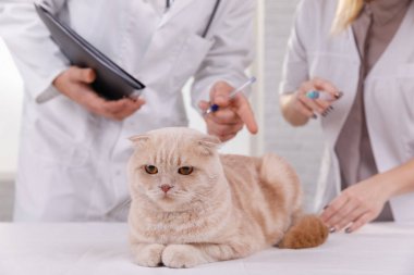 Tıbbi tedavi gören veterinerde sevimli kedi