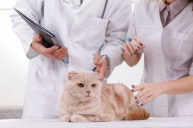 Tıbbi tedavi gören veterinerde sevimli kedi