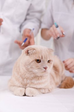 Tıbbi tedavi gören veterinerde sevimli kedi