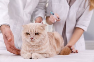 Tıbbi tedavi gören veterinerde sevimli kedi