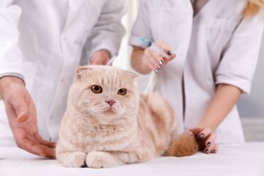 Tıbbi tedavi gören veterinerde sevimli kedi