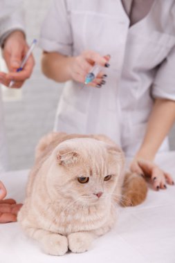 Tıbbi tedavi gören veterinerde sevimli kedi