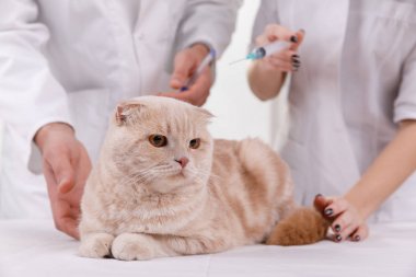 Tıbbi tedavi gören veterinerde sevimli kedi