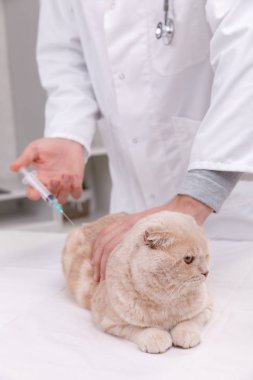Neşeli Genç veteriner pet enjekte