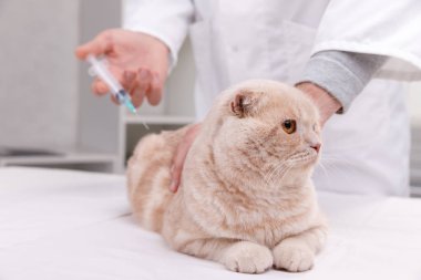 Neşeli Genç veteriner pet enjekte