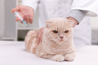 Neşeli Genç veteriner pet enjekte