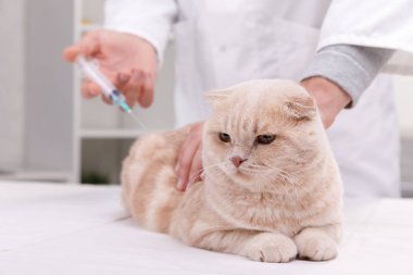 Neşeli Genç veteriner pet enjekte