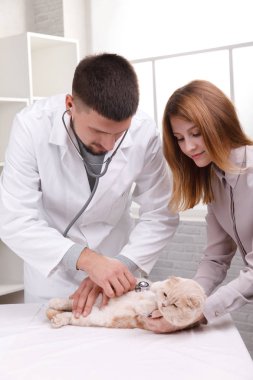 Kedi bir veteriner kliniğinde kontrol veteriner Doktor