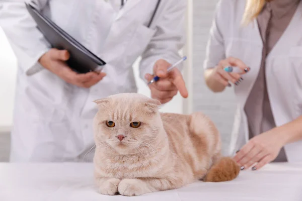 Симпатичная кошка в ветеринарии, проходящая лечение — стоковое фото
