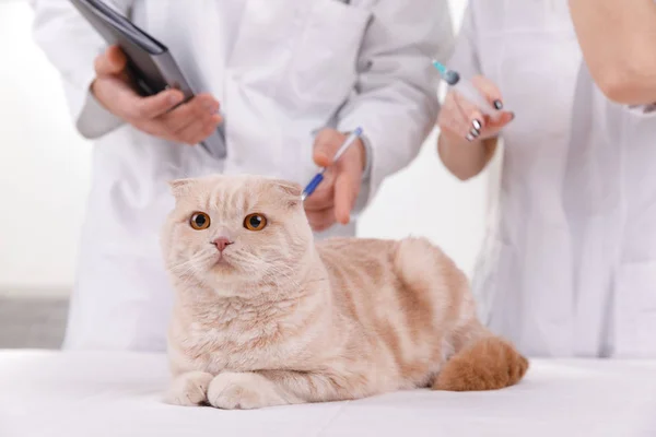 Cute cat at veterinary having medical treatment — Stock Photo, Image