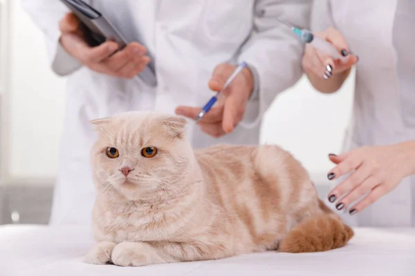 Ładny kot w weterynarz mający leczenie medyczne — Zdjęcie stockowe