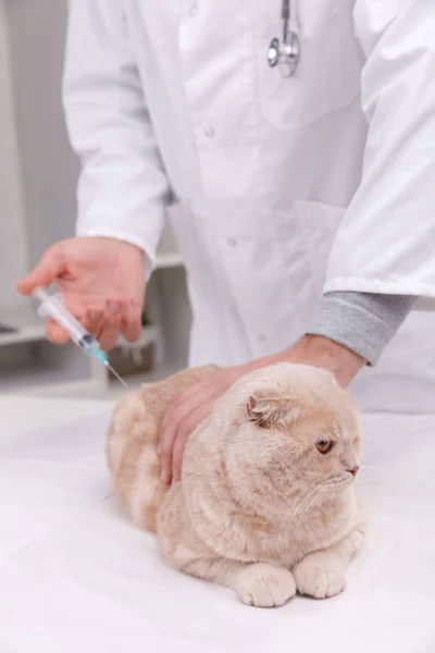 Veselý mladý veterinář je injekční pet — Stock fotografie
