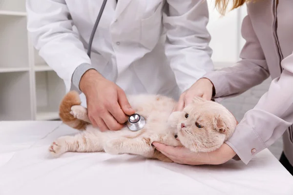 Doktor veterinární kontrola kočka na klinice vet — Stock fotografie