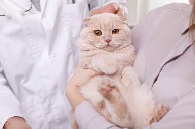 Kedi hayvan kliniği ile Veteriner doktor. Metin için yer