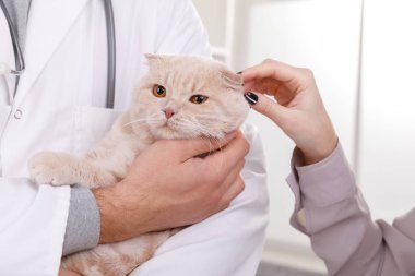 Kedi hayvan kliniği ile Veteriner doktor. Metin için yer