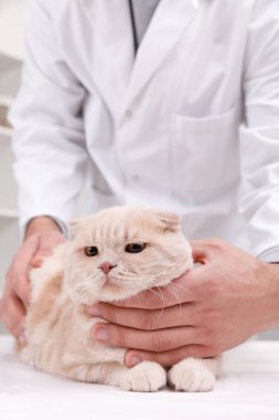 Kedi hayvan kliniği ile Veteriner doktor. Metin için yer