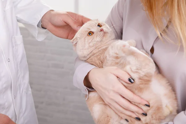 Médico veterinario con gato en clínica de animales. Espacio para texto —  Fotos de Stock