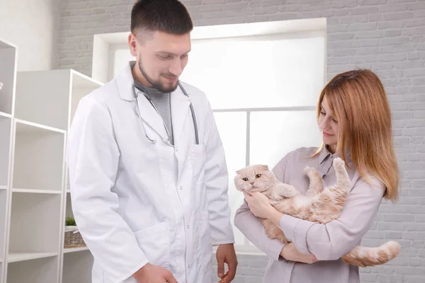 Gato Bonito Clínica Veterinária Médico Está Segurando Abraçando Conceito Cuidados — Fotografia de Stock